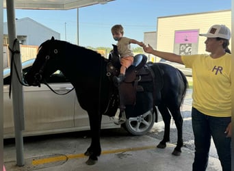 American Quarter Horse, Stute, 15 Jahre, Rappe