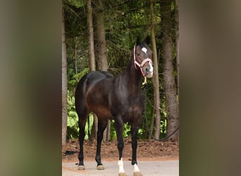 American Quarter Horse, Stute, 16 Jahre, 146 cm, Rappe