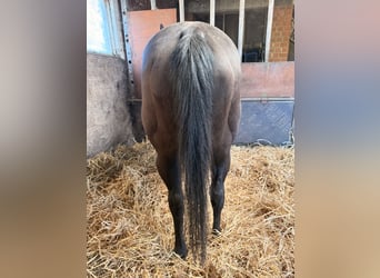 American Quarter Horse, Stute, 16 Jahre, 146 cm, Rappe