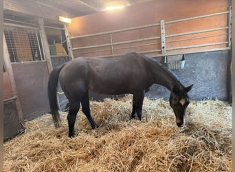 American Quarter Horse, Stute, 16 Jahre, 146 cm, Rappe