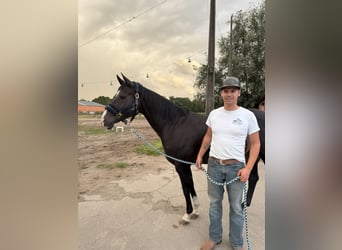 American Quarter Horse, Stute, 16 Jahre, 146 cm, Rappe