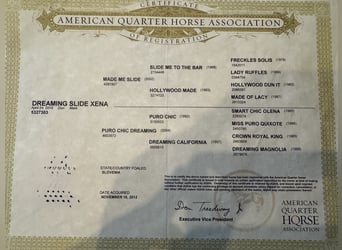 American Quarter Horse, Stute, 16 Jahre, 147 cm, Buckskin