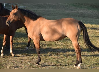American Quarter Horse, Stute, 16 Jahre, 147 cm, Buckskin