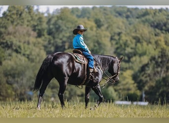 American Quarter Horse, Stute, 16 Jahre, 147 cm, Rappe