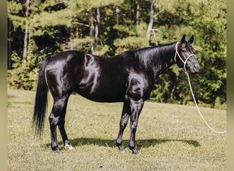 American Quarter Horse, Stute, 16 Jahre, 147 cm, Rappe