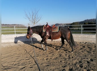 American Quarter Horse, Stute, 16 Jahre, 148 cm, Brauner
