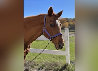 American Quarter Horse, Stute, 16 Jahre, 152 cm, Dunkelfuchs