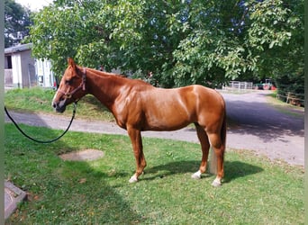 American Quarter Horse, Stute, 16 Jahre, 152 cm, Fuchs