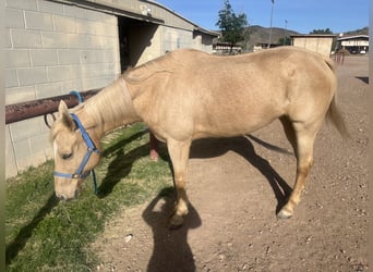 American Quarter Horse, Stute, 16 Jahre, 152 cm, Palomino