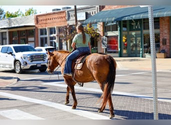 American Quarter Horse, Stute, 16 Jahre, 152 cm, Red Dun