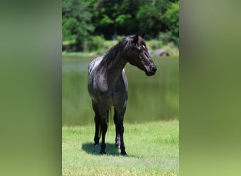 American Quarter Horse, Stute, 16 Jahre, 152 cm, Roan-Blue