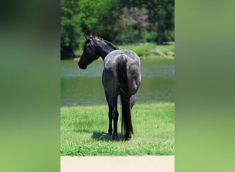 American Quarter Horse, Stute, 16 Jahre, 152 cm, Roan-Blue