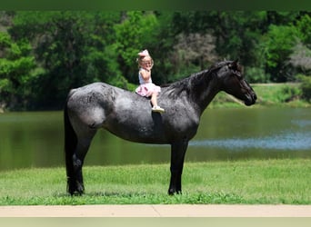American Quarter Horse, Stute, 16 Jahre, 152 cm, Roan-Blue