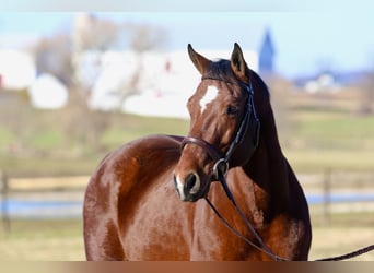 American Quarter Horse, Stute, 16 Jahre, 152 cm, Rotbrauner