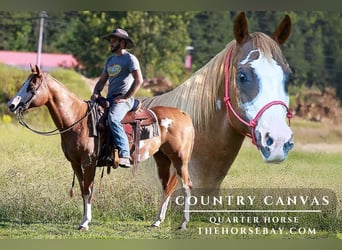American Quarter Horse, Stute, 16 Jahre, 152 cm, Rotfuchs