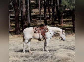 American Quarter Horse, Stute, 16 Jahre, 152 cm, Schimmel