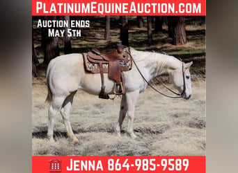 American Quarter Horse, Stute, 16 Jahre, 152 cm, Schimmel