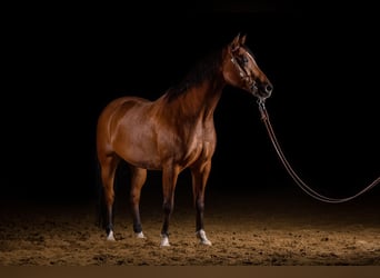 American Quarter Horse, Stute, 16 Jahre, 152 cm