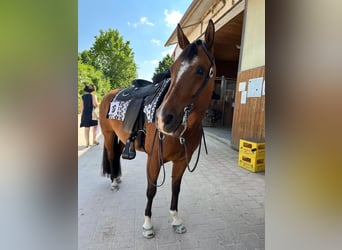 American Quarter Horse, Stute, 16 Jahre, 152 cm