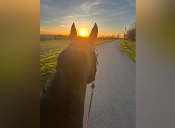 American Quarter Horse, Stute, 16 Jahre, 152 cm