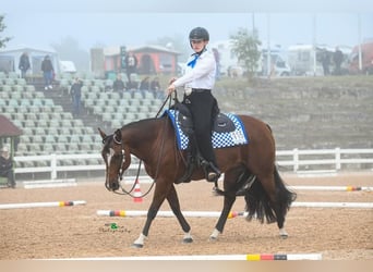 American Quarter Horse, Stute, 16 Jahre, 152 cm