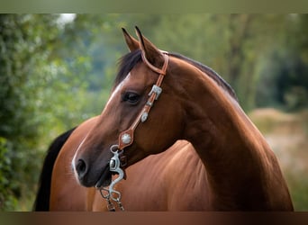 American Quarter Horse, Stute, 16 Jahre, 152 cm