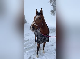 American Quarter Horse, Stute, 16 Jahre, 152 cm