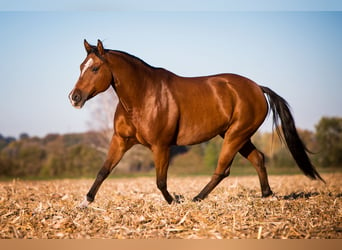 American Quarter Horse, Stute, 16 Jahre, 152 cm