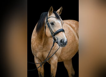 American Quarter Horse Mix, Stute, 16 Jahre, 154 cm, Falbe