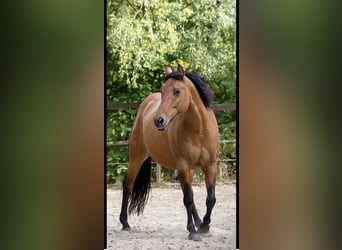 American Quarter Horse, Stute, 16 Jahre, 154 cm, Falbe