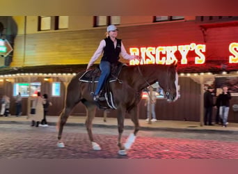American Quarter Horse, Stute, 16 Jahre, 157 cm, Rotfuchs