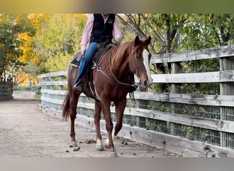 American Quarter Horse, Stute, 16 Jahre, 157 cm, Rotfuchs