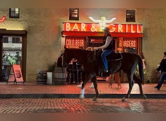 American Quarter Horse, Stute, 16 Jahre, 157 cm, Rotfuchs