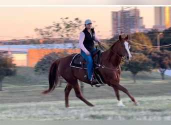 American Quarter Horse, Stute, 16 Jahre, 157 cm, Rotfuchs