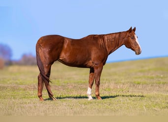 American Quarter Horse, Stute, 16 Jahre, 157 cm, Rotfuchs