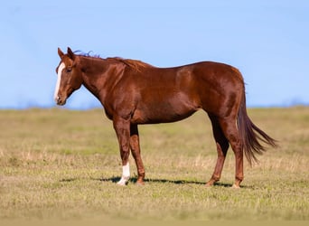 American Quarter Horse, Stute, 16 Jahre, 157 cm, Rotfuchs