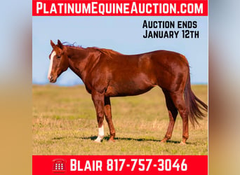 American Quarter Horse, Stute, 16 Jahre, 157 cm, Rotfuchs