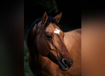 American Quarter Horse, Stute, 16 Jahre, 158 cm, Falbe