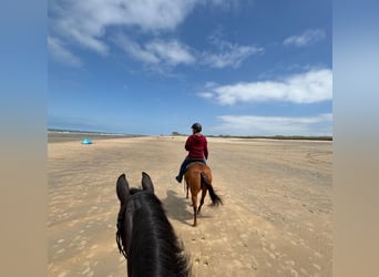 American Quarter Horse, Stute, 16 Jahre, 160 cm, Fuchs