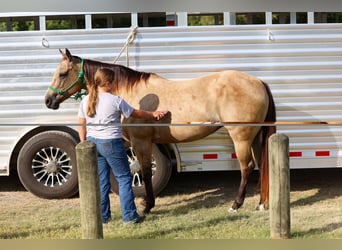 American Quarter Horse, Stute, 16 Jahre, Buckskin