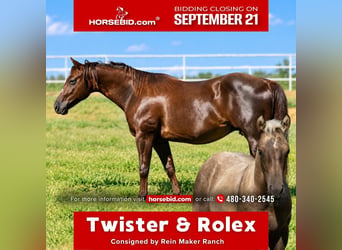 American Quarter Horse, Stute, 16 Jahre, Dunkelfuchs