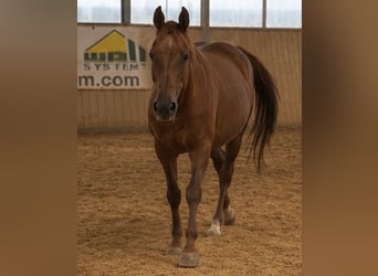 American Quarter Horse, Stute, 16 Jahre, Fuchs