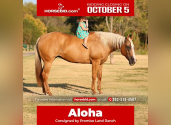 American Quarter Horse, Stute, 16 Jahre, Palomino