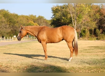 American Quarter Horse, Stute, 16 Jahre, Palomino