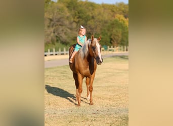 American Quarter Horse, Stute, 16 Jahre, Palomino