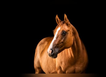 American Quarter Horse, Stute, 16 Jahre, Red Dun