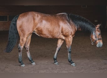 American Quarter Horse, Stute, 17 Jahre, 138 cm