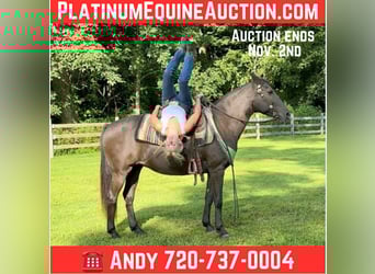 American Quarter Horse, Stute, 17 Jahre, 142 cm, Brauner