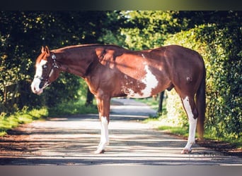 American Quarter Horse, Stute, 17 Jahre, 144 cm, Fuchs