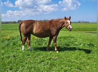 American Quarter Horse, Stute, 17 Jahre, 144 cm, Fuchs